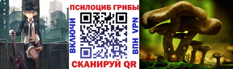 Псилоцибиновые грибы Cubensis  сайты даркнета официальный сайт  Муром 